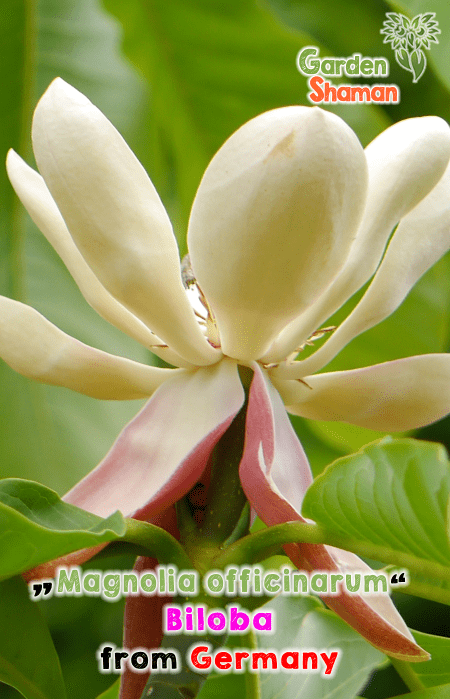 GardenShaman.eu - Magnolia officinarum biloba seeds Samen