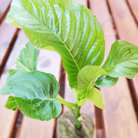 GardenShaman.eu - Mitragyna speciosa, Kratom Pflanze, plant, cutting