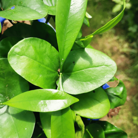GardenShaman.eu - Akuamma - Picrolima nitida Pflanze, cutting
