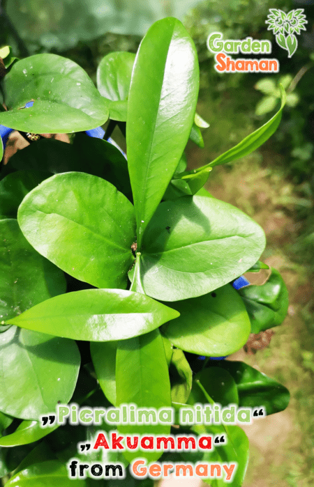 GardenShaman.eu - Akuamma - Picrolima nitida plant, cutting