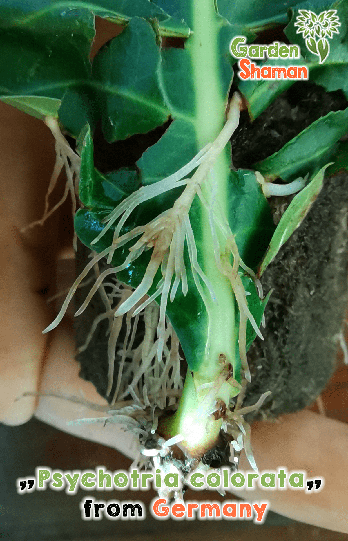GardenShaman.eu - Psychotria colorata Steckling, cutting, Chacruna