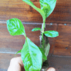 GardenShaman.eu - Psychotria dw02, Chacruna, cutting, Steckling