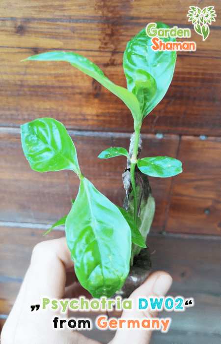 GardenShaman.eu - Psychotria dw02, Chacruna, cutting, bouture