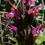 GardenShaman.eu - Salvia spathea Semi, semi, salvia