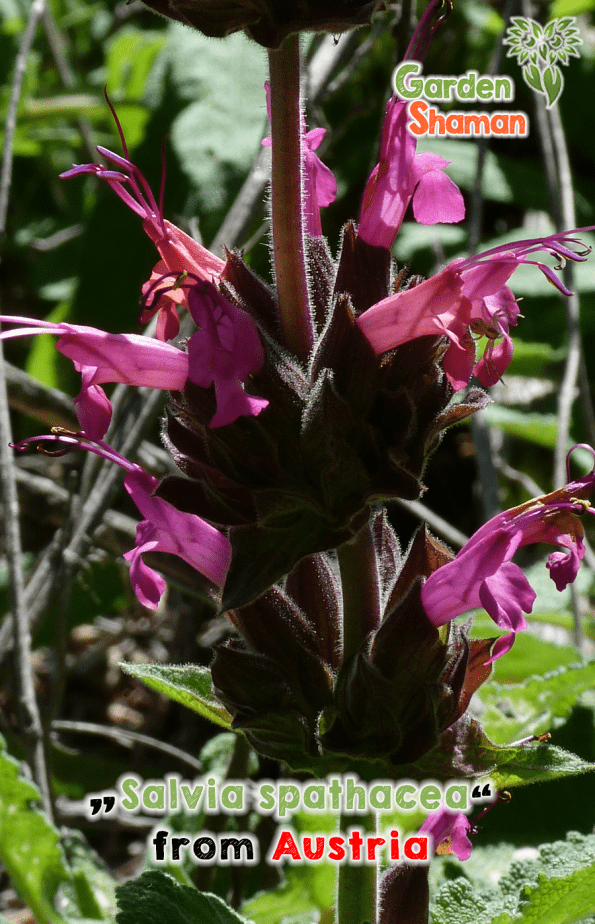 GardenShaman.eu - Salvia spathea Semi, semi, salvia