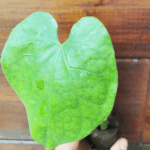 GardenShaman.eu - Guduchi, Tinospora cordifolia Pflanze, cutting