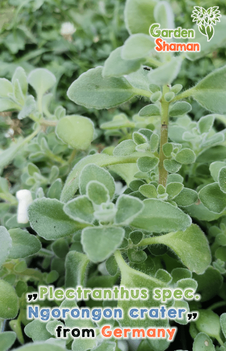 GardenShaman.eu - Plectranthus spec. Ngorongon crater, plant