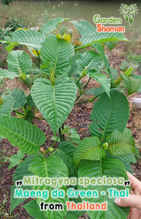 GardenShaman.eu - Kratom Mitragyna speciosa verde maeng da Thai