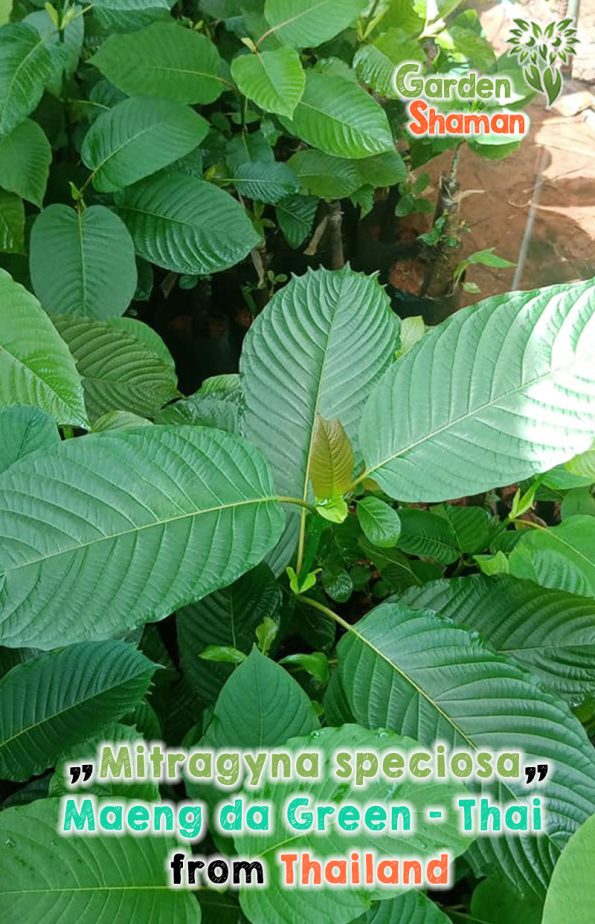 GardenShaman.eu - Kratom Mitragyna speciosa verde maeng da Thai