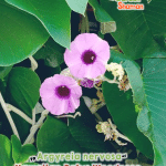 gardenshamaneu - argyreia nervosa - hawaiian baby woodrose