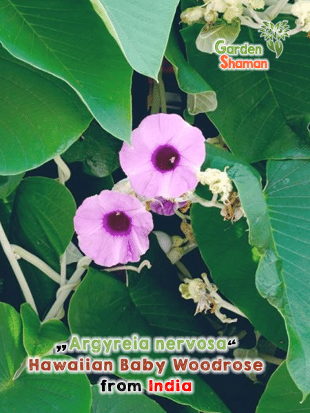 GardenShaman.eu - Rose de bois hawaïenne, Baby woodrose, seeds, graines