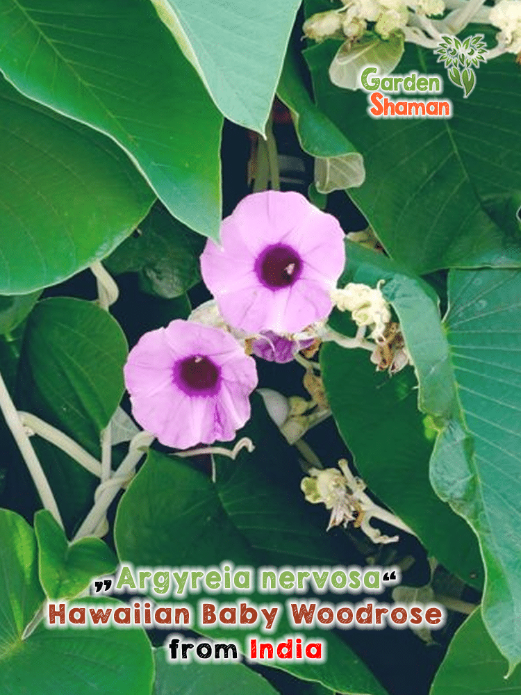 gardenshamaneu – argyreia nervosa – hawaiian baby woodrose