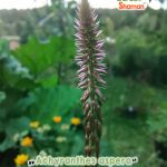 GardenShaman.eu - Achyranthes aspera Apamarga seeds seeds