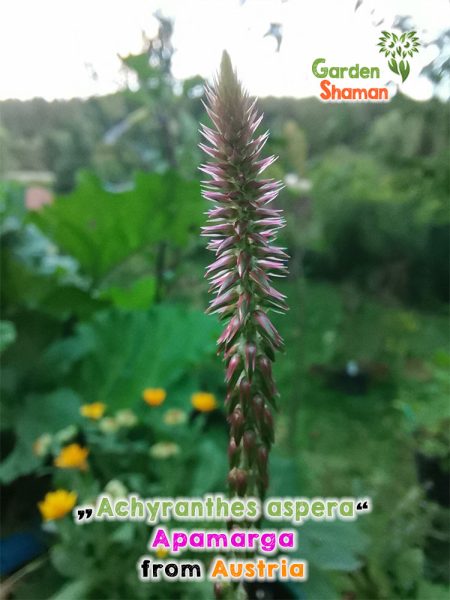 GardenShaman.eu - Achyranthes aspera Apamarga semi semi