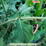gardenshamaneu – Achyranthes aspera Apamarga 1