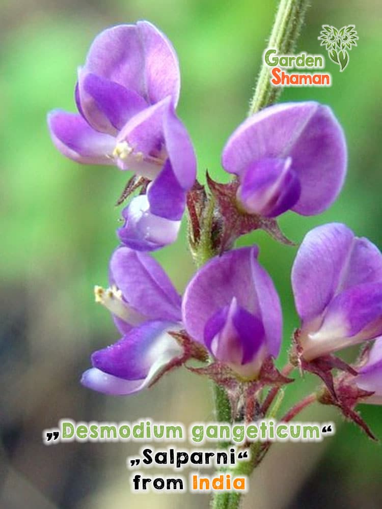 gardenshamaneu – Desmodium gageticum