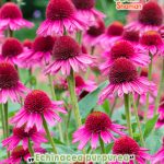 gardenshamaneu – Echinacea purpurea delicious candy