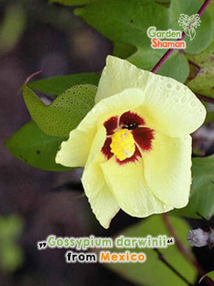 gardenshamaneu – Gossypium darwinii