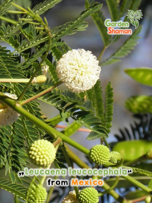 GardenShaman.eu - Mimosa de cabeza blanca Leucaena leucocephala semillas