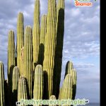 GardenShaman.eu - Cactus cardone Pachycereus pringlei