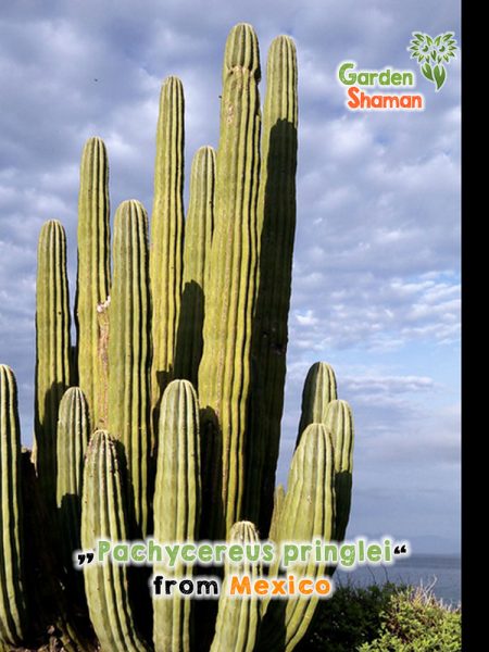 GardenShaman.eu - Pachycereus pringlei Cardon cactus