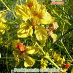 gardenshamaneu – Parcinsonia aculeata