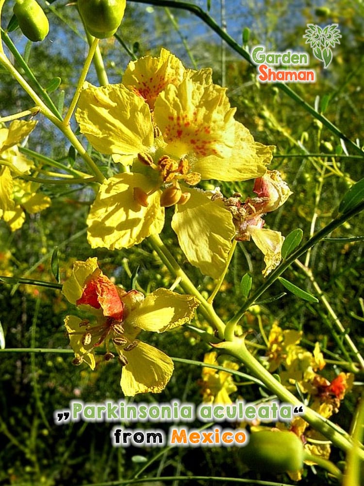 gardenshamaneu – Parcinsonia aculeata