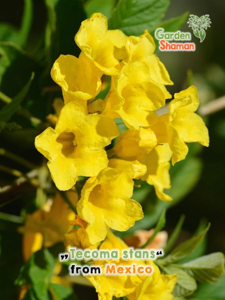 GardenShaman.eu - Tecoma stans, Yellow trumpet bush seeds seeds