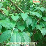 gardenshamaneu – banisteriopsis caapi ayahuasca tigre 1