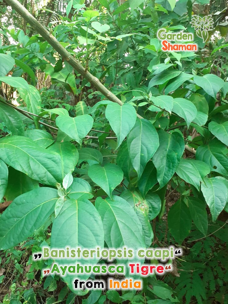 gardenshamaneu – banisteriopsis caapi ayahuasca tigre 1