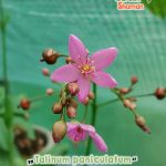 GardenShaman.eu - Talinum paniculatum Erdginseng Tu-Ren-Shen Samen seeds