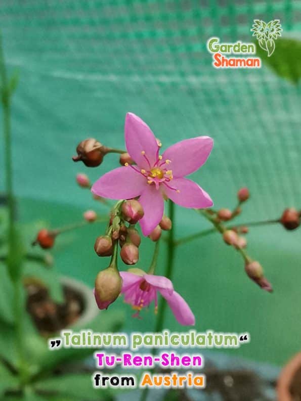 GardenShaman.eu - Talinum paniculatum Earth Ginseng Tu-Ren-Shen seeds seeds