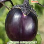 GardenShaman.eu - Eggplant, Aubergine, Melanzani, Round Valencia, Solanum melongena