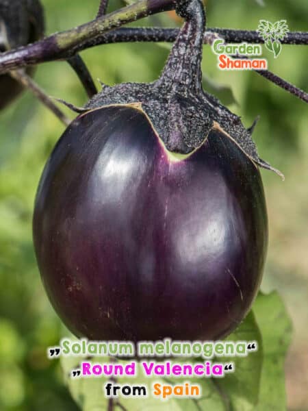 GardenShaman.eu - Melanzane, Melanzane, Melanzani, Valencia tonda, Solanum melongena