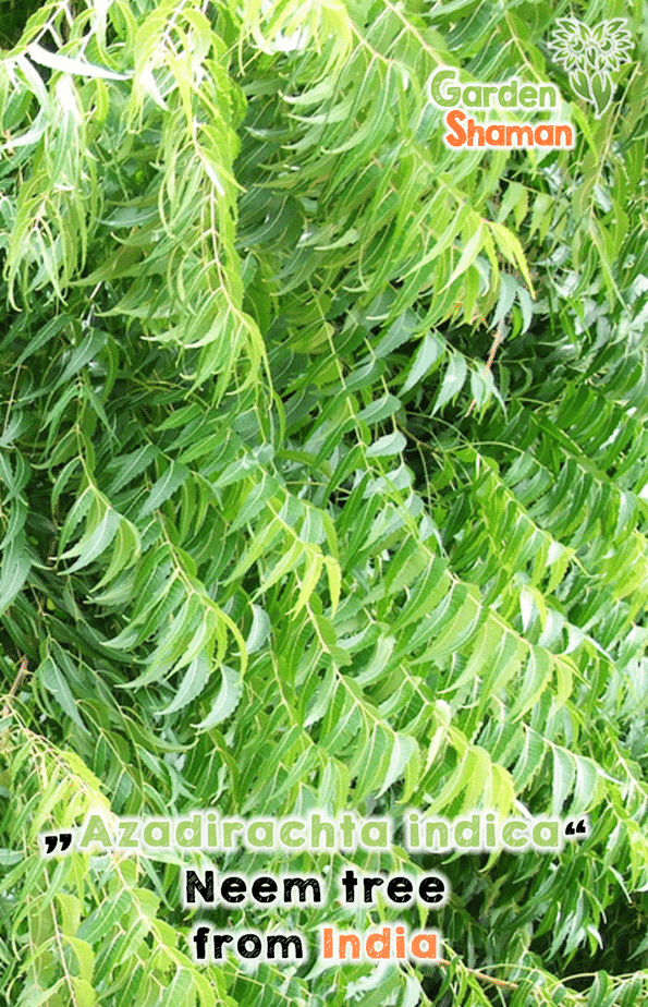 GardenShaman.eu - Azadirachta indica Árbol de Neem Semillas del árbol de Neem