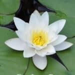 GardenShaman.eu - Nymphaea alba, water lily, lotus, white lotus, seed, seeds