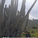 gardenshamanan_trichocereus peruvianis giganthea 1
