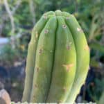 GardenShaman.eu - Trichocereus pachanoi Semillas de Arequispe