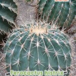 GardenShaman.eu - Mexikanischer Kugelkaktus - Ferocactus histrix Samen, seeds