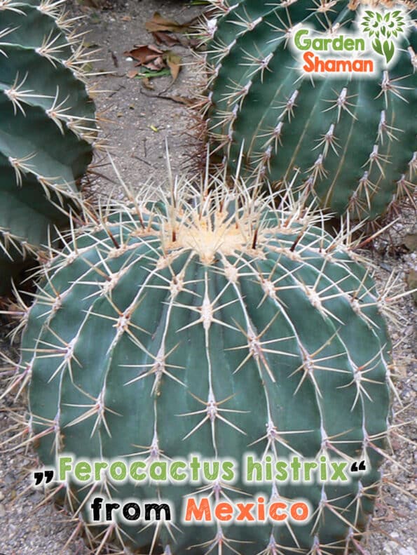 GardenShaman.eu - Cactus a palla messicano - Ferocactus histrix Semi