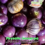 GardenShaman.eu Physalis ixocarpa Purple Tomatillo semi viola semi