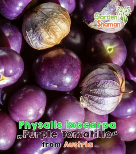 GardenShaman.eu Physalis ixocarpa Purple Tomatillo purple seeds seeds