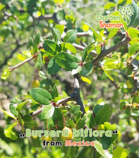 GardenShaman.eu - Bursera biflora seeds copal tree