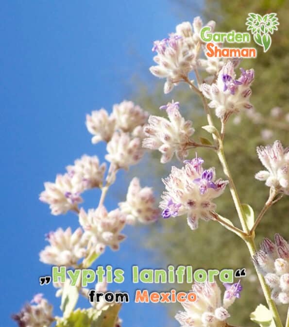 GardenShaman.eu - Hyptis laniflora wolly desert lavender Lavender