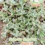 GardenShaman.eu - Té de montaña griego (Sideritis scardica) - Semilla de té de montaña Té de montaña