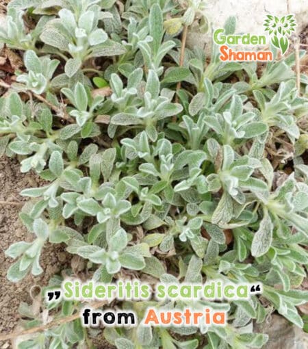 GardenShaman.eu - Greek Mountain Tea (Sideritis scardica) - Seeds Mountain Tea Mountain tea
