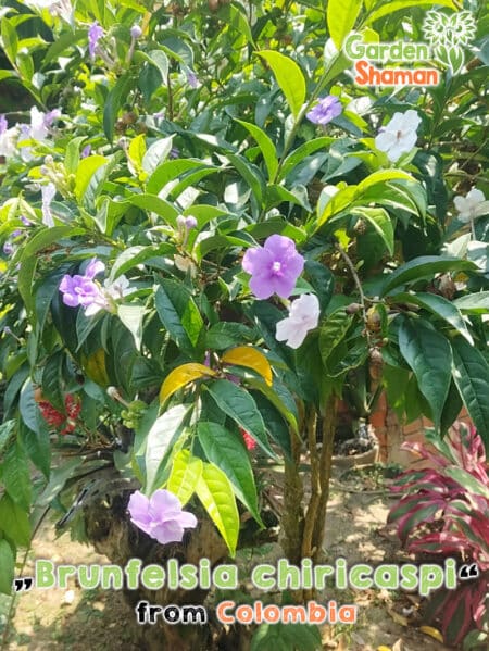 GardenShaman.eu - Brunselsia chiricaspi seeds seeds manaka seeds ayahuasca