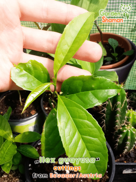 GardenShaman.eu Guayusa Ilex Guayusa cuttings cutting