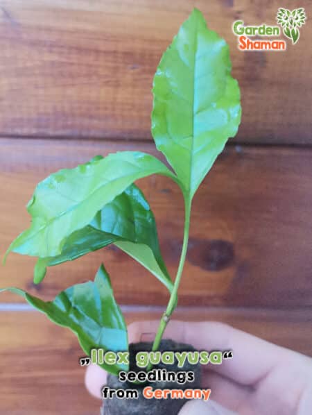 GardenShaman.eu - Ilex guayusa Steckling, seedling, Stechpalme