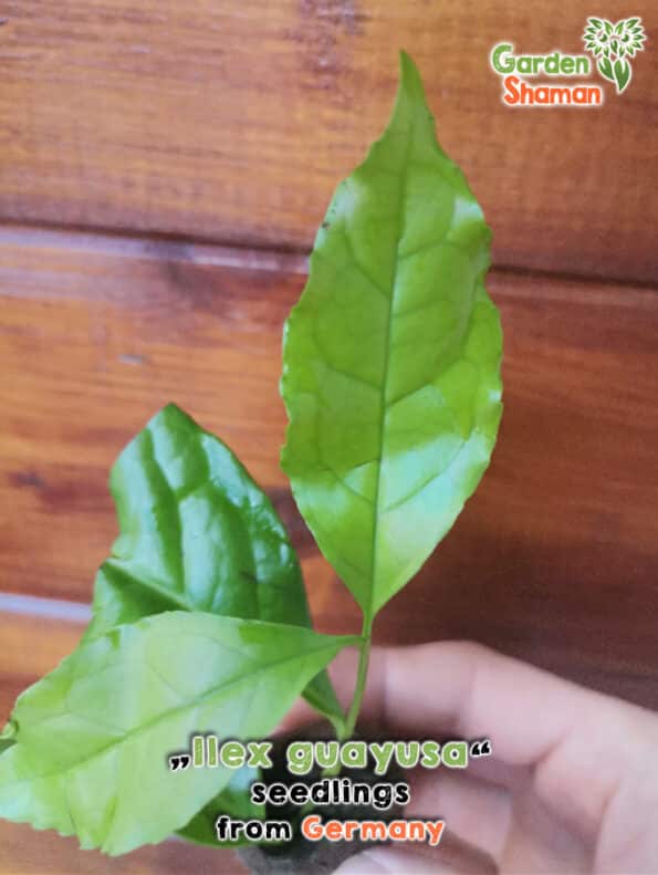 GardenShaman.eu - Ilex guayusa Steckling, seedling, Stechpalme